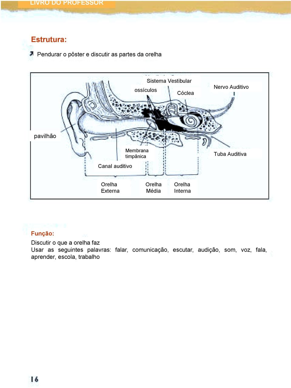 auditivo Orelha Externa Orelha Média Orelha Interna Função: Discutir o que a orelha faz Usar