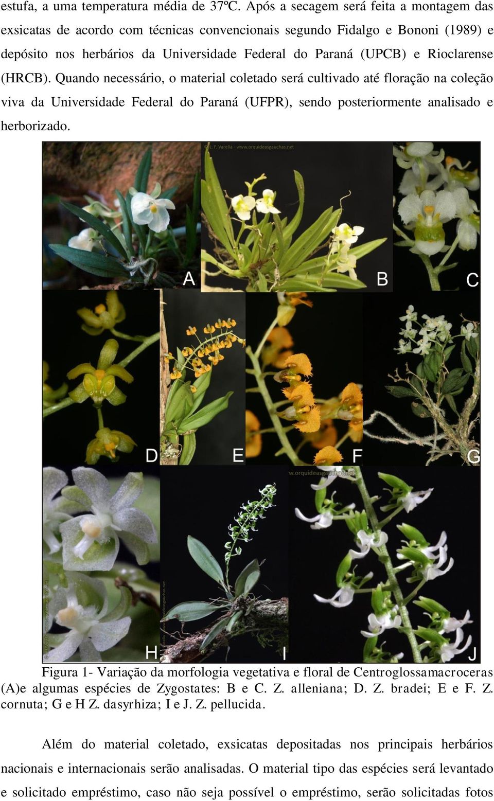 (HRCB). Quando necessário, o material coletado será cultivado até floração na coleção viva da Universidade Federal do Paraná (UFPR), sendo posteriormente analisado e herborizado.