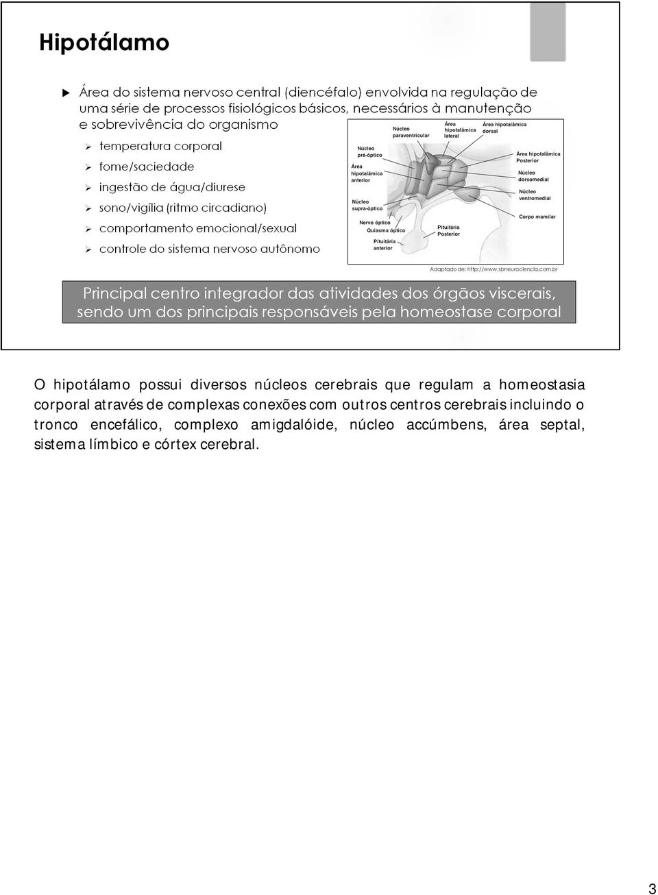 centros cerebrais incluindo o tronco encefálico, complexo