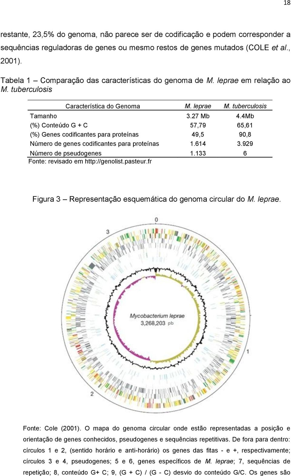4Mb (%) Conteúdo G + C 57,79 65,61 (%) Genes codificantes para proteínas 49,5 90,8 Número de genes codificantes para proteínas 1.614 3.929 Número de pseudogenes 1.
