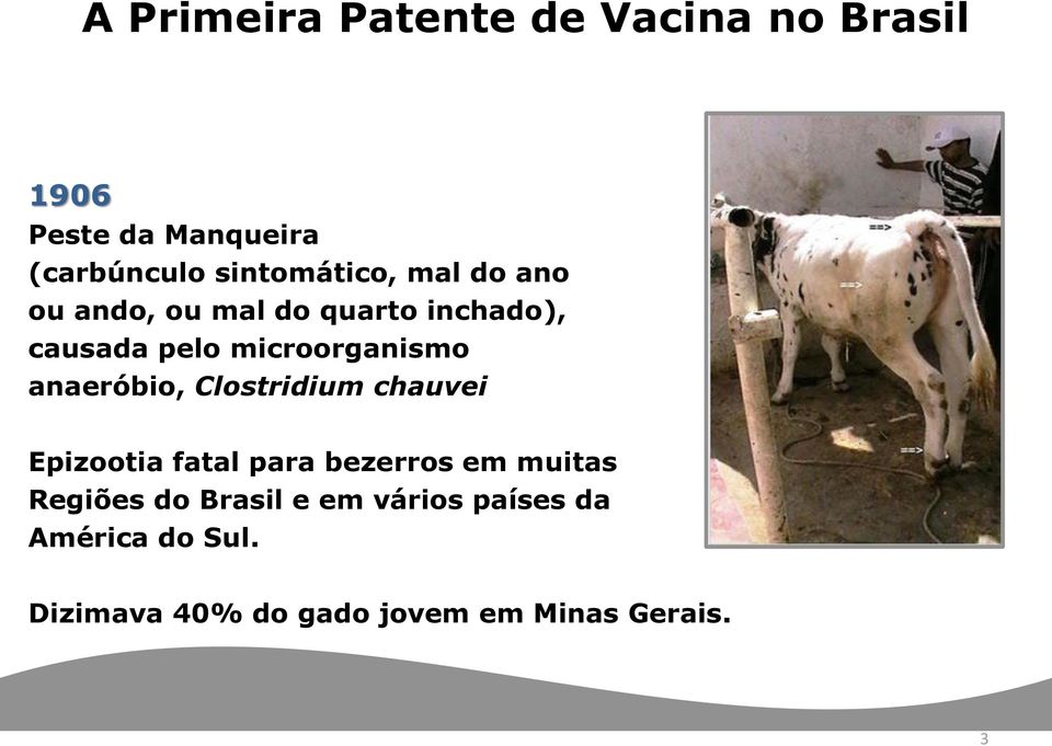 microorganismo anaeróbio, Clostridium chauvei Epizootia fatal para bezerros em