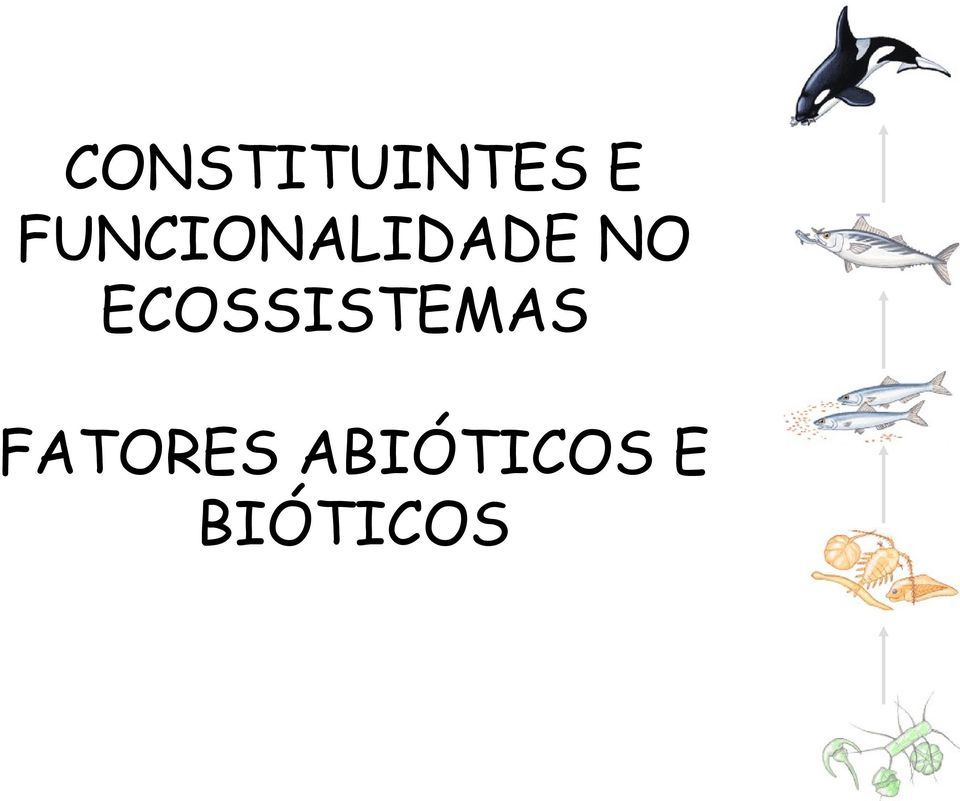 ECOSSISTEMAS