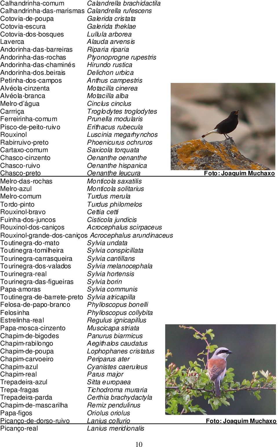 beirais Delichon urbica Petinha-dos-campos Anthus campestris Alvéola-cinzenta Motacilla cinerea Alvéola-branca Motacilla alba Melro-d água Cinclus cinclus Carrriça Troglodytes troglodytes