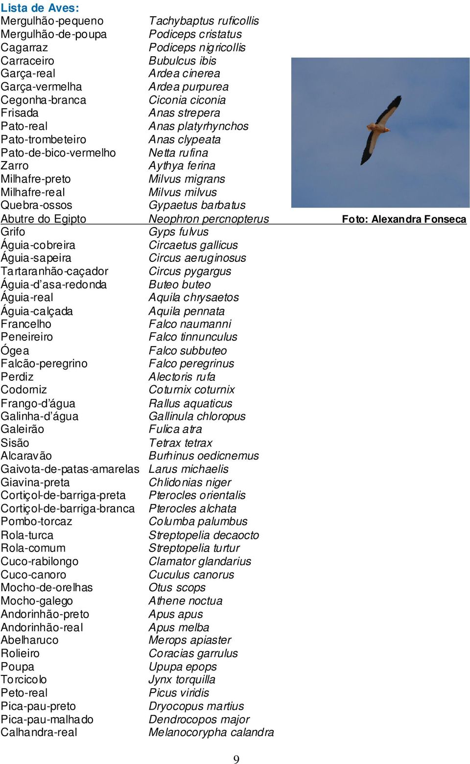 migrans Milhafre-real Milvus milvus Quebra-ossos Gypaetus barbatus Abutre do Egipto Neophron percnopterus Foto: Alexandra Fonseca Grifo Gyps fulvus Águia-cobreira Circaetus gallicus Águia-sapeira
