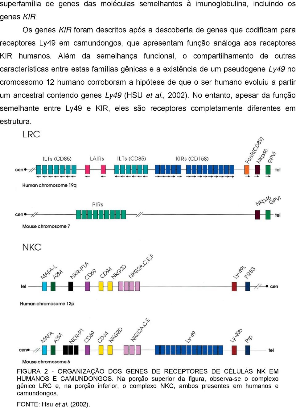 Além da semelhança funcional, o compartilhamento de outras características entre estas famílias gênicas e a existência de um pseudogene Ly49 no cromossomo 12 humano corroboram a hipótese de que o ser