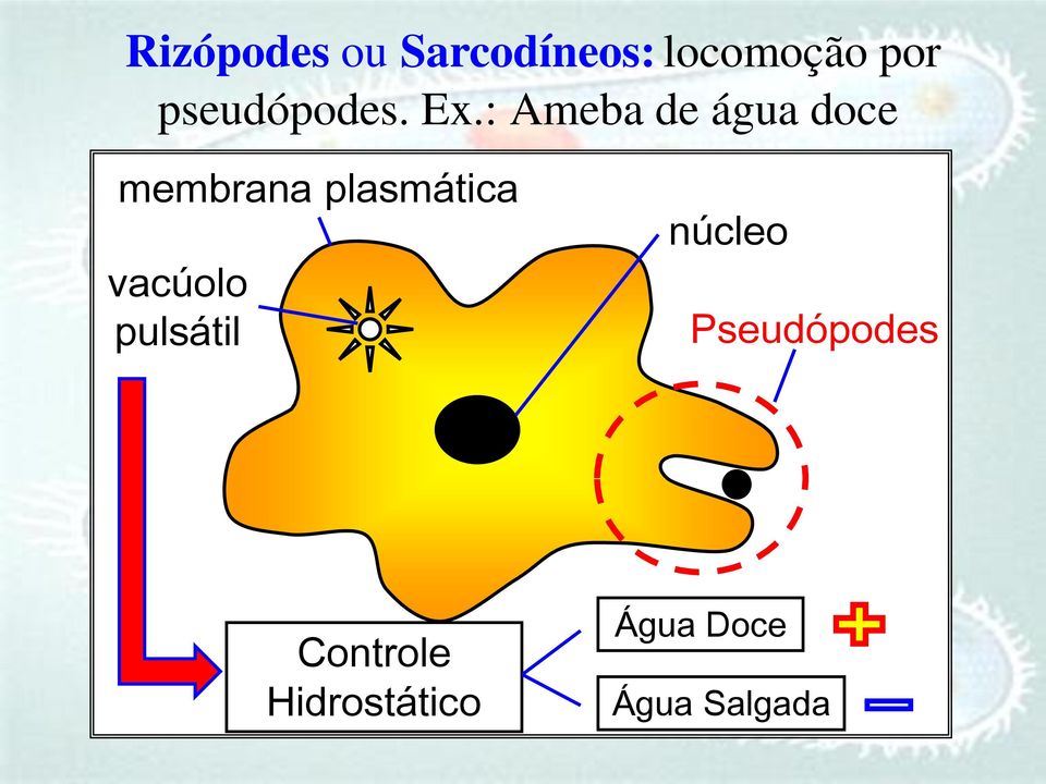 : Ameba de água doce membrana plasmática