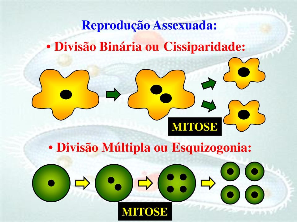 Cissiparidade: MITOSE