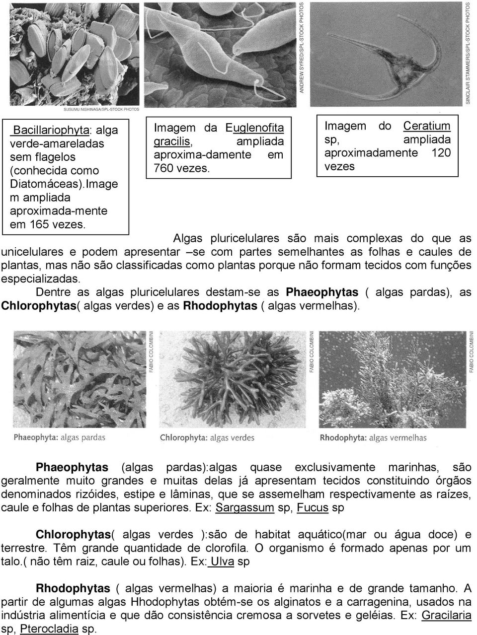 mas não são classificadas como plantas porque não formam tecidos com funções especializadas.