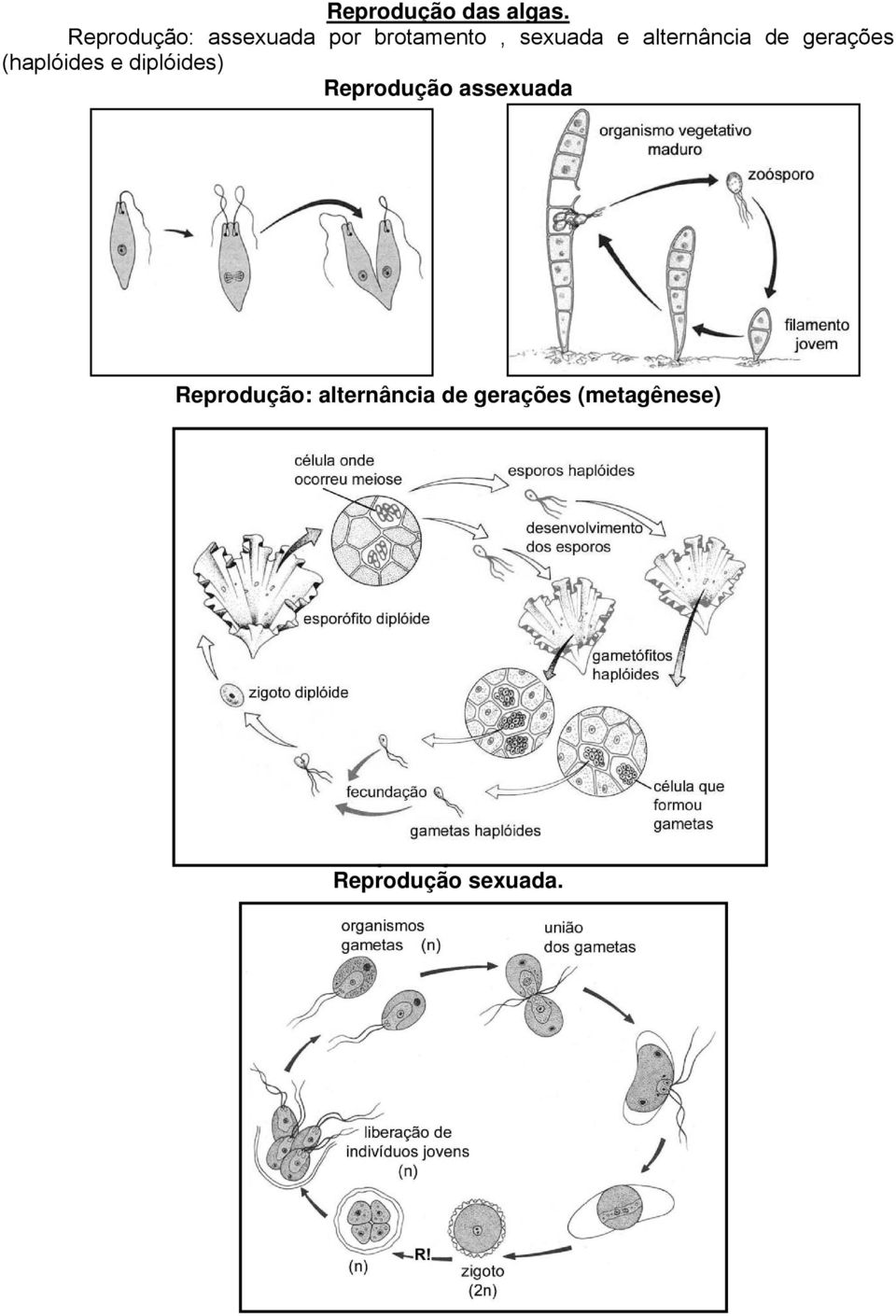 alternância de gerações (haplóides e diplóides)