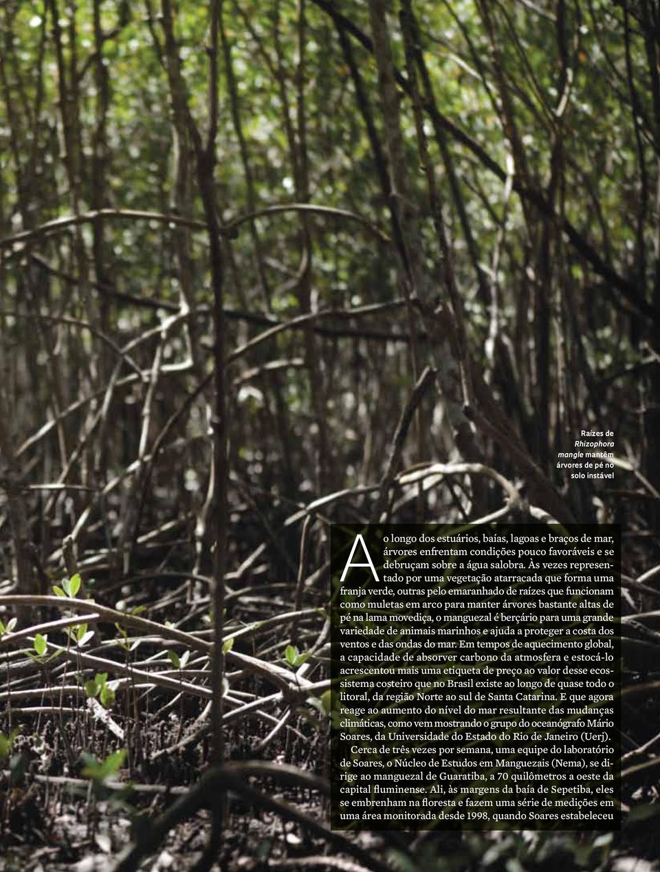 Às vezes representado por uma vegetação atarracada que forma uma franja verde, outras pelo emaranhado de raízes que funcionam como muletas em arco para manter árvores bastante altas de pé na lama