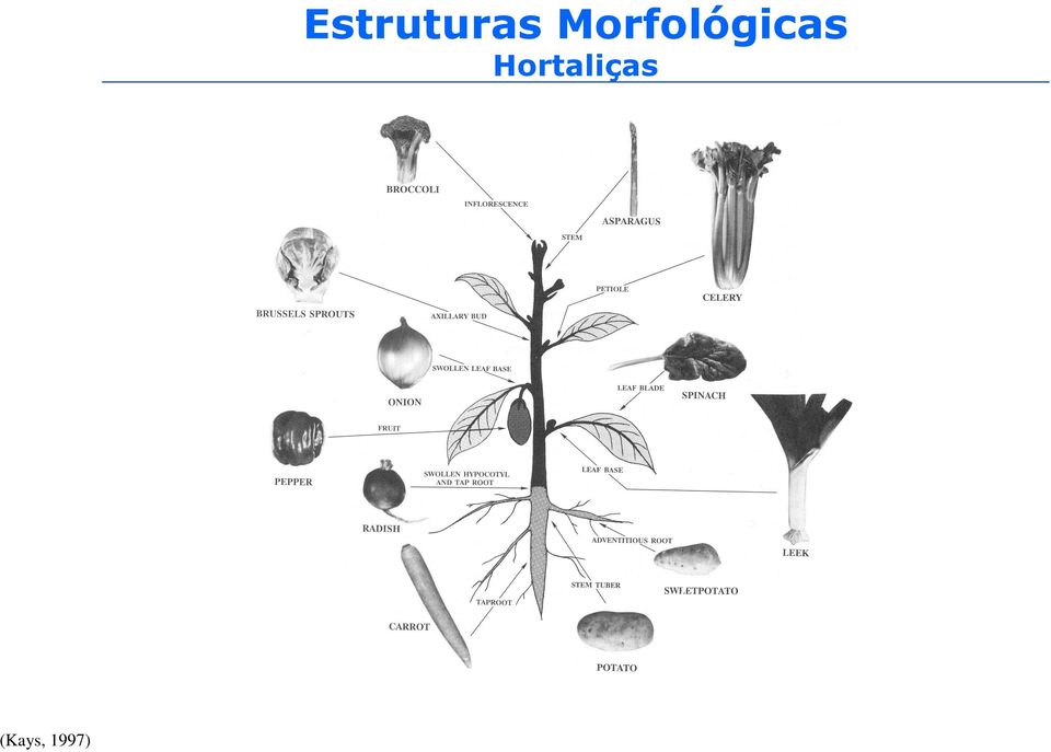 Estruturas