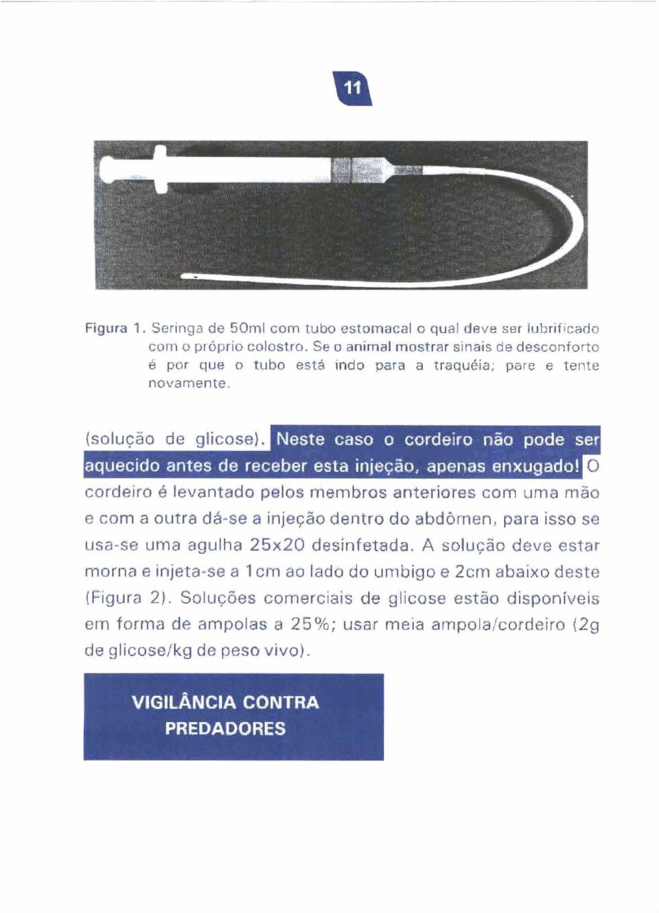 cordeiro é levantado pelos membros anteriores com uma mão e com a outra dá-se a injeção dentro do abdômen, para isso se usa-se uma agulha 25x20 desinfetada.