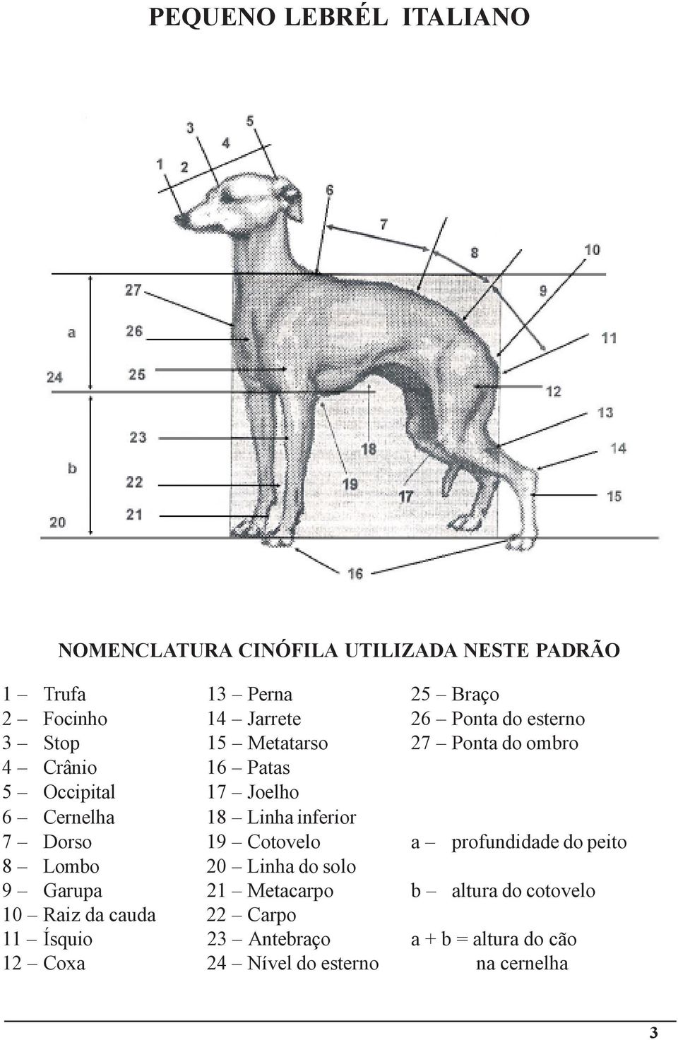 Linha inferior 7 Dorso 19 Cotovelo a profundidade do peito 8 Lombo 20 Linha do solo 9 Garupa 21 Metacarpo b altura