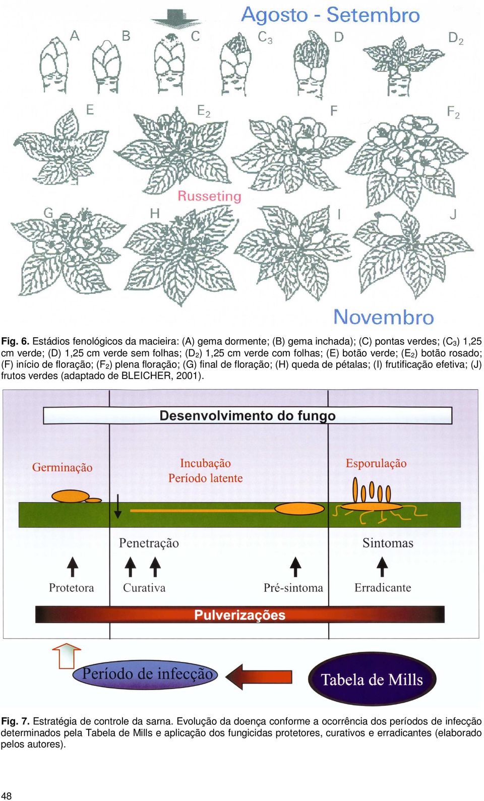 cm verde com folhas; (E) botão verde; (E 2) botão rosado; (F) início de floração; (F 2) plena floração; (G) final de floração; (H) queda de pétalas; (I)