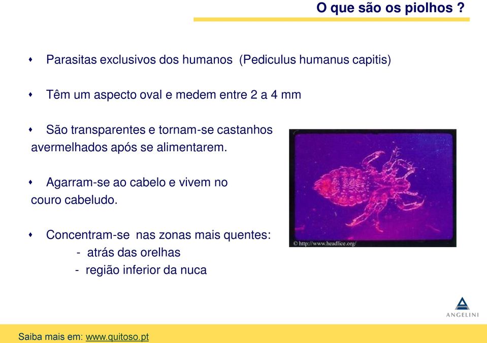 medem entre 2 a 4 mm São transparentes e tornam-se castanhos avermelhados após se