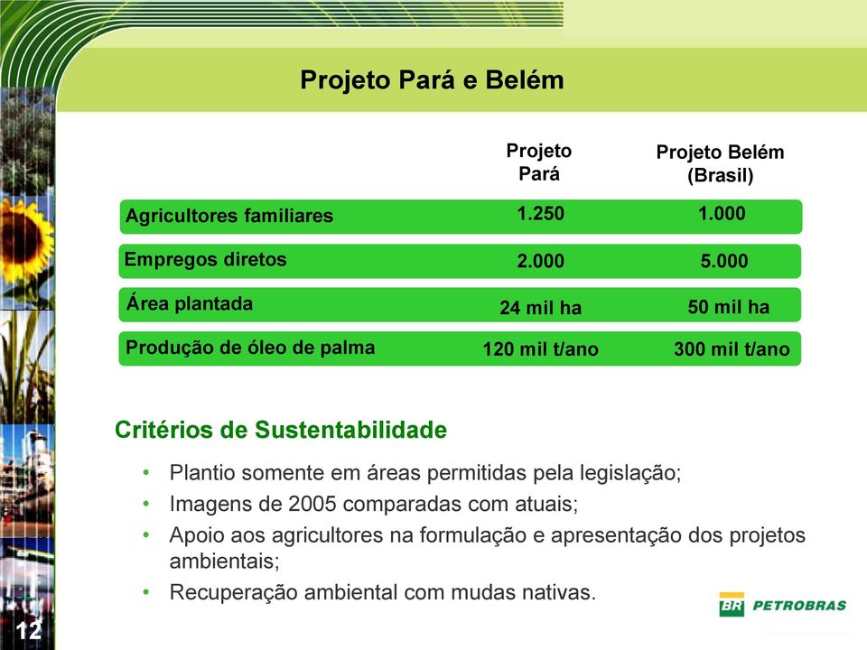 000 50 mil ha 300 mil t/ano Critérios de Sustentabilidade Plantio somente em áreas permitidas pela legislação;