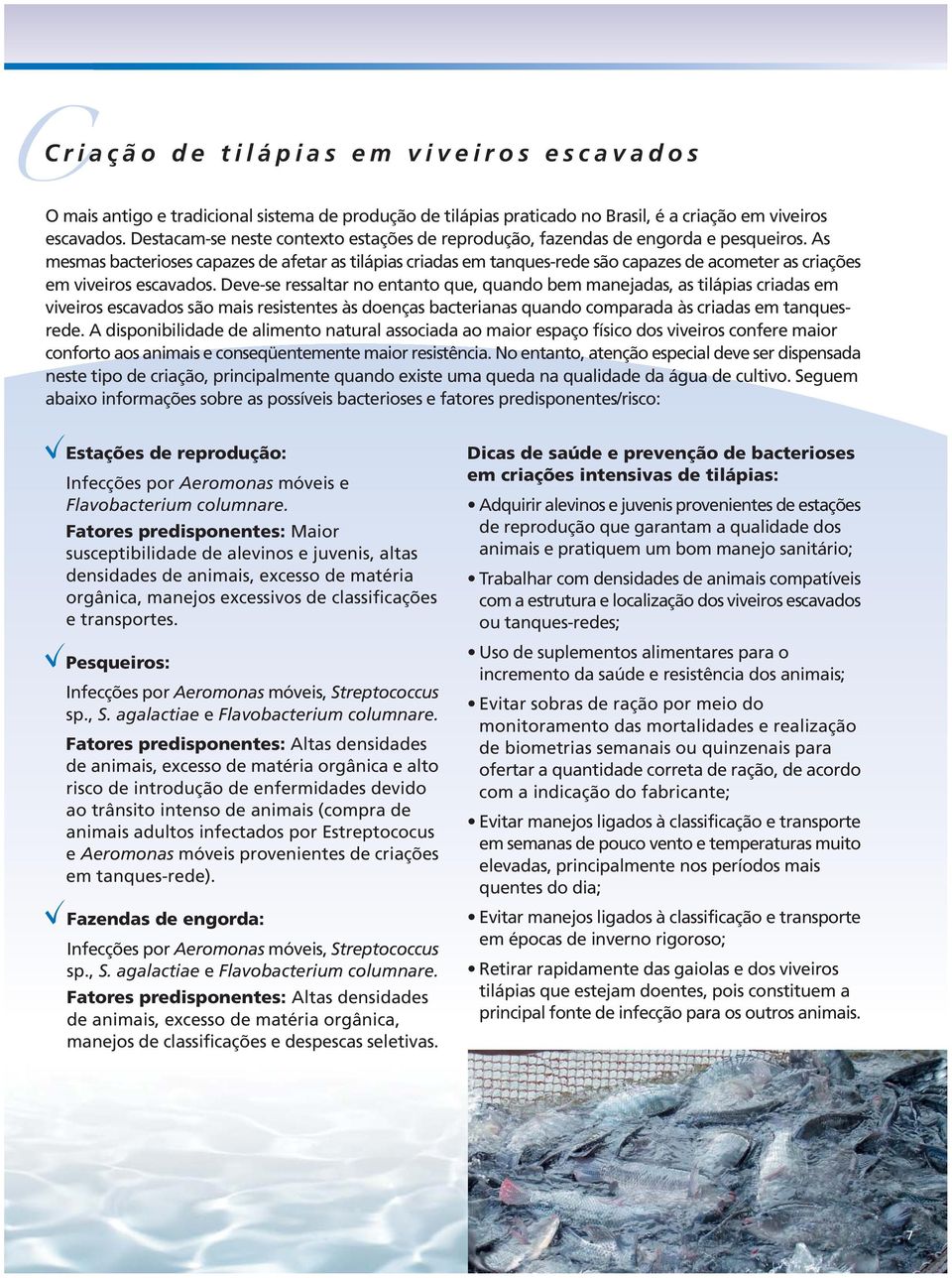 As mesmas bacterioses capazes de afetar as tilápias criadas em tanques-rede são capazes de acometer as criações em viveiros escavados.