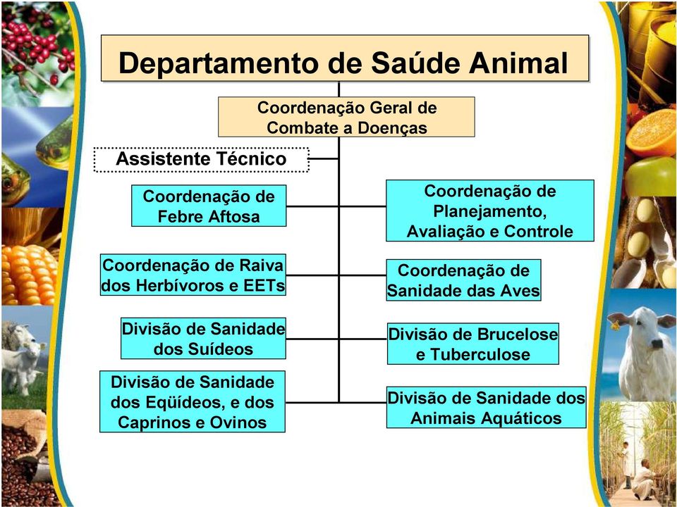 Herbívoros e EETs Divisão de Sanidade dos Suídeos Divisão de Sanidade dos Eqüídeos, e dos Caprinos e