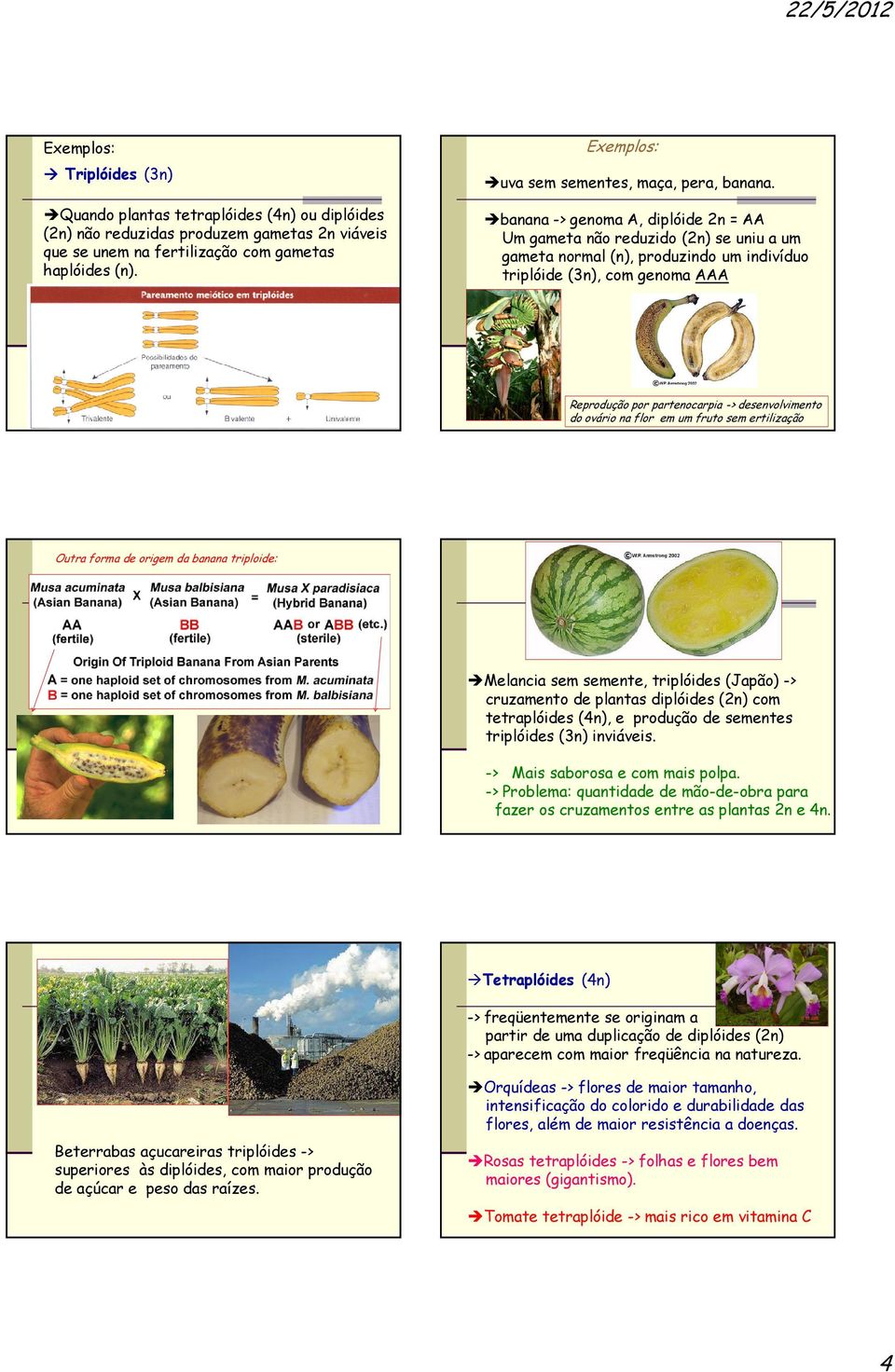 banana -> genoma A, diplóide 2n = AA Um gameta não reduzido (2n) se uniu a um gameta normal (n), produzindo um indivíduo triplóide (3n), com genoma AAA Triplóides são estéreis devido à irregularidade