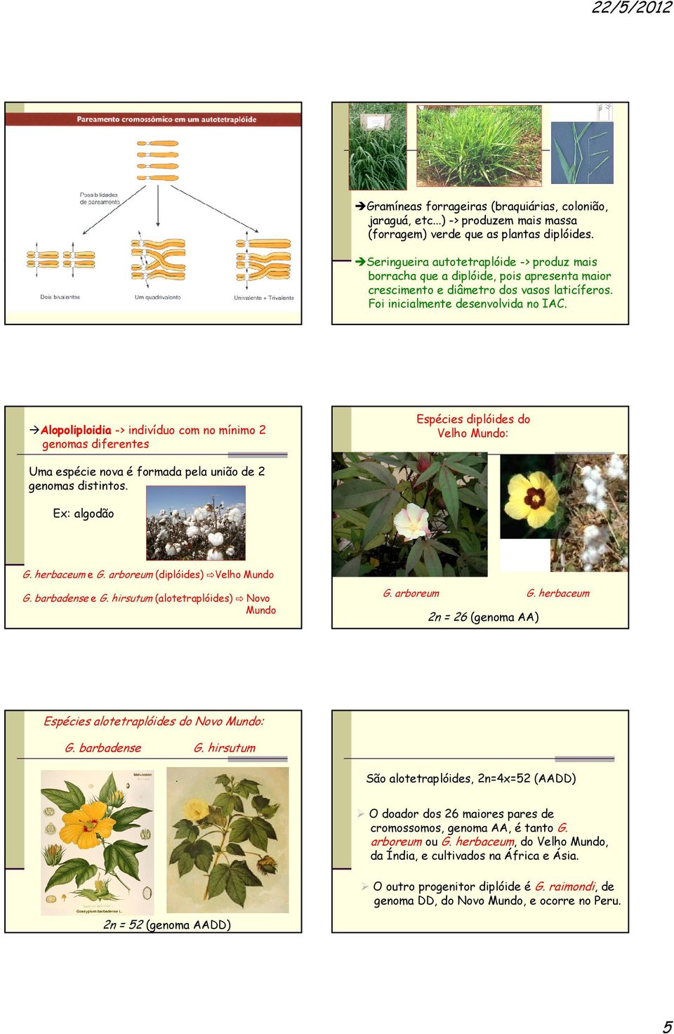 Alopoliploidia -> indivíduo com no mínimo 2 genomas diferentes Espécies diplóides do Velho Mundo: Uma espécie nova é formada pela união de 2 genomas distintos. Ex: algodão G. herbaceum e G.