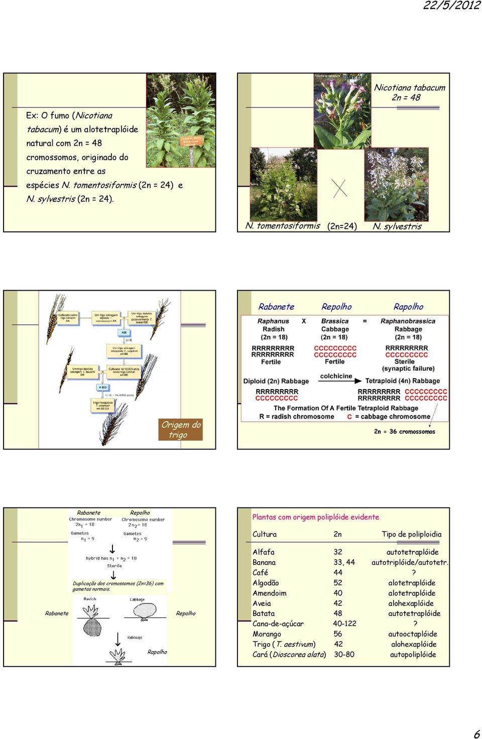 sylvestris Rabanete Repolho Rapolho Origem do trigo 2n = 36 cromossomos Rabanete Repolho Plantas com origem poliplóide evidente Cultura 2n Tipo de poliploidia Rabanete Duplicação dos cromossomos