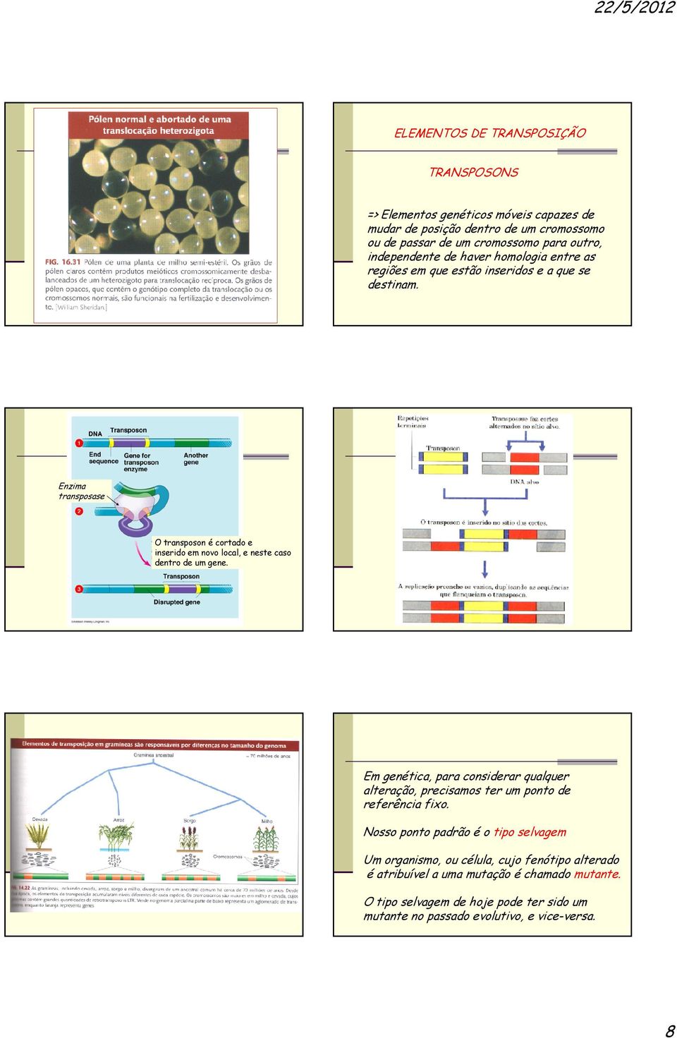 Enzima transposase O transposon é cortado e inserido em novo local, e neste caso dentro de um gene.