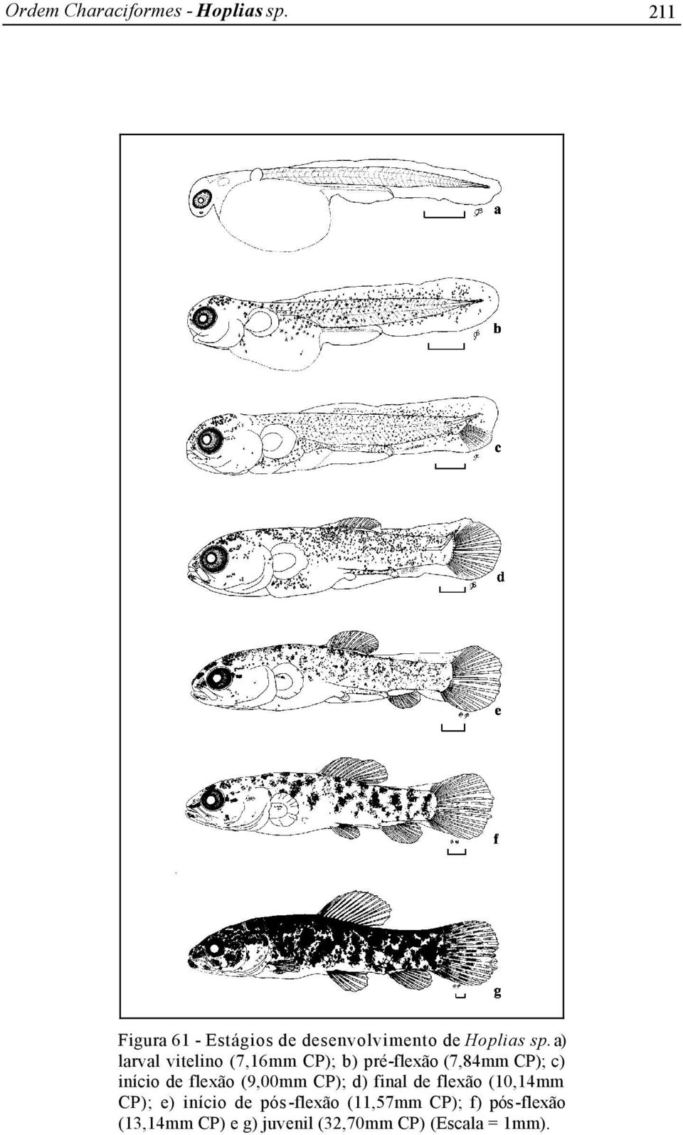 a) larval vitelino (7,16mm CP); b) pré-flexão (7,84mm CP); c) início de flexão