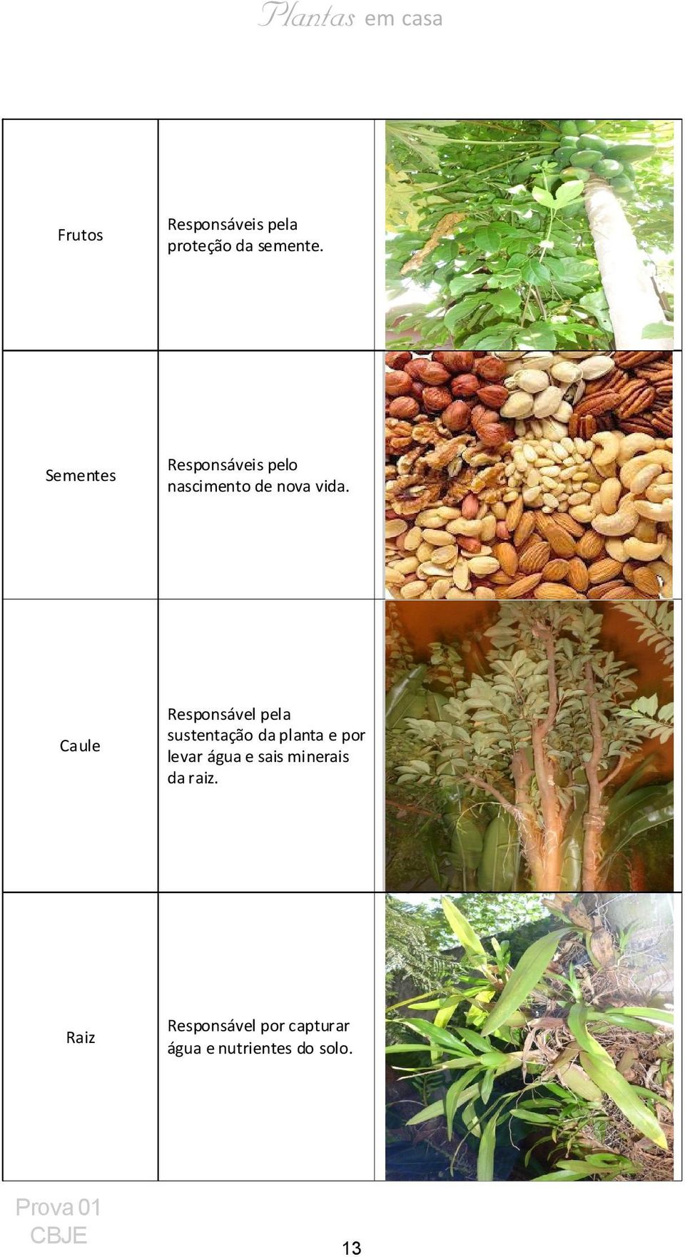 Caule Responsável pela sustentação da planta e por levar água e