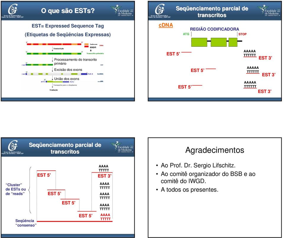 ODIFIDOR SOP intron sexon s Processamento do transcrito primário Excisão dos exons União dos exons ES 5 ES 5 ES 5 ES 3 ES 3