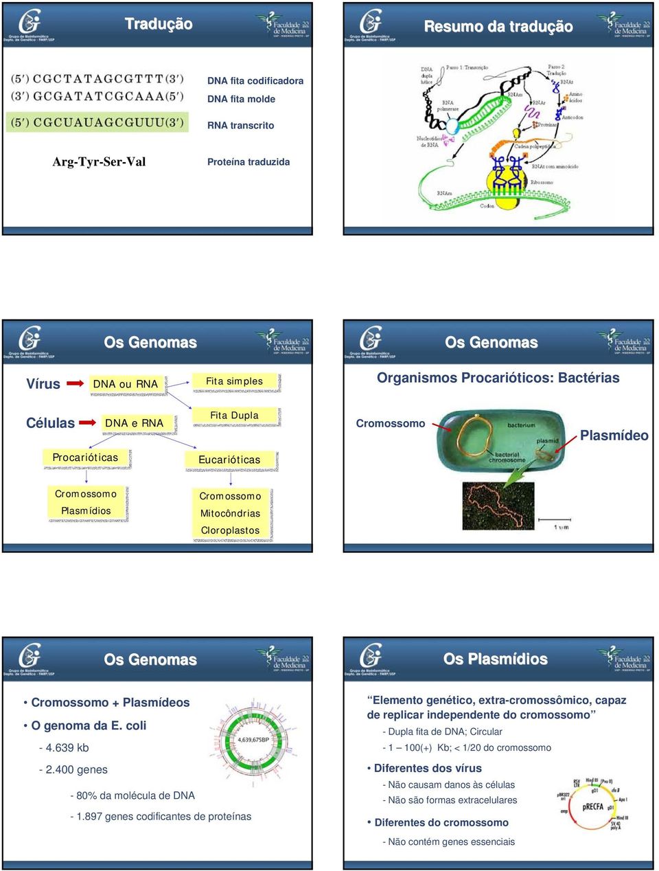 genoma da E. coli - 4.639 kb - 2.400 genes - 80% da molécula de DN - 1.