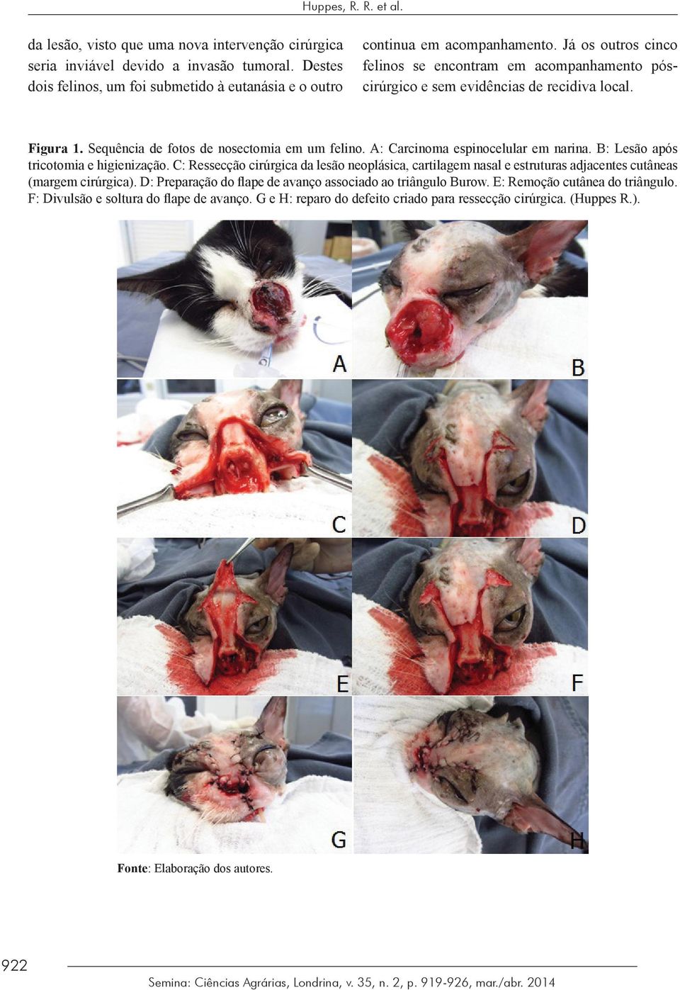 A: Carcinoma espinocelular em narina. B: Lesão após tricotomia e higienização. C: Ressecção cirúrgica da lesão neoplásica, cartilagem nasal e estruturas adjacentes cutâneas (margem cirúrgica).