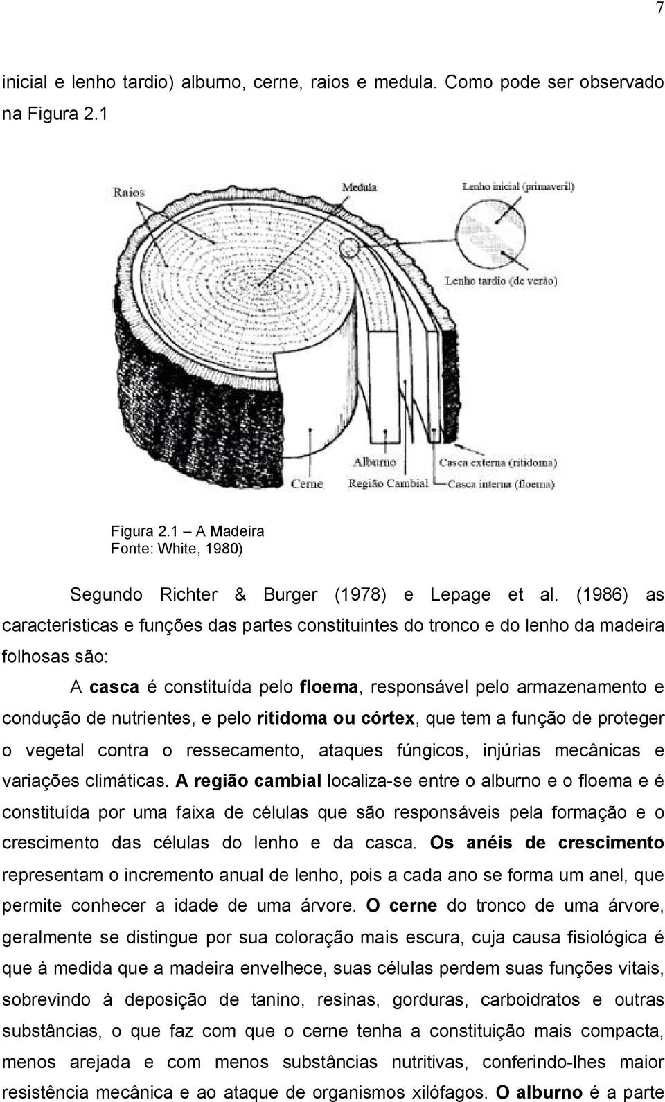 e pelo ritidoma ou córtex, que tem a função de proteger o vegetal contra o ressecamento, ataques fúngicos, injúrias mecânicas e variações climáticas.