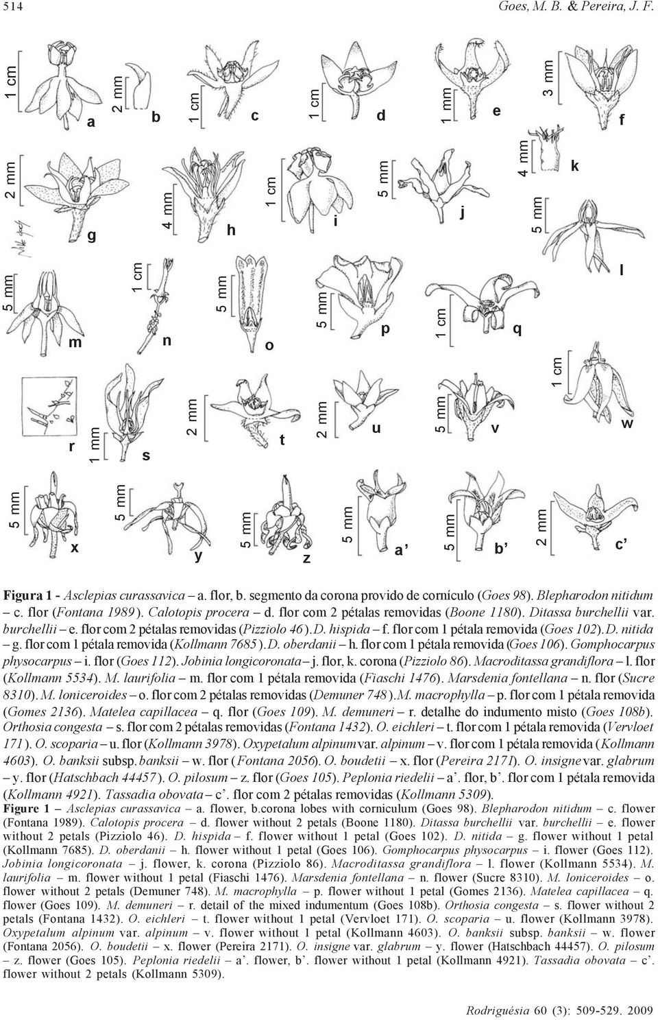 segmento da corona provido de cornículo (Goes 98). Blepharodon nitidum c. flor (Fontana 1989). Calotopis procera d. flor com 2 pétalas removidas (Boone 1180). Ditassa burchellii var. burchellii e.