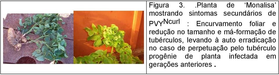 Encurvamento foliar e redução no tamanho e má-formação de