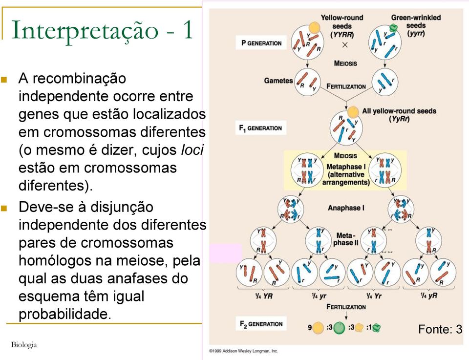 Deve-se à disjunção independente dos diferentes pares de cromossomas homólogos na meiose,