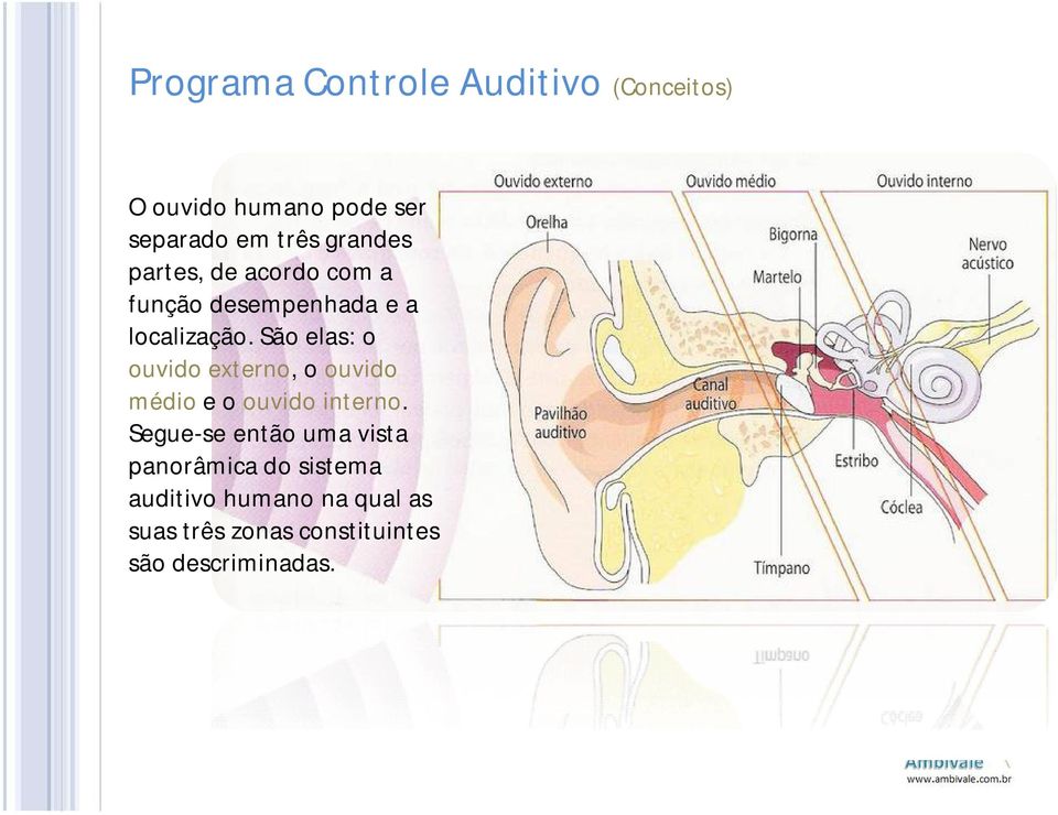 São elas: o ouvido externo, o ouvido médio e o ouvido interno.