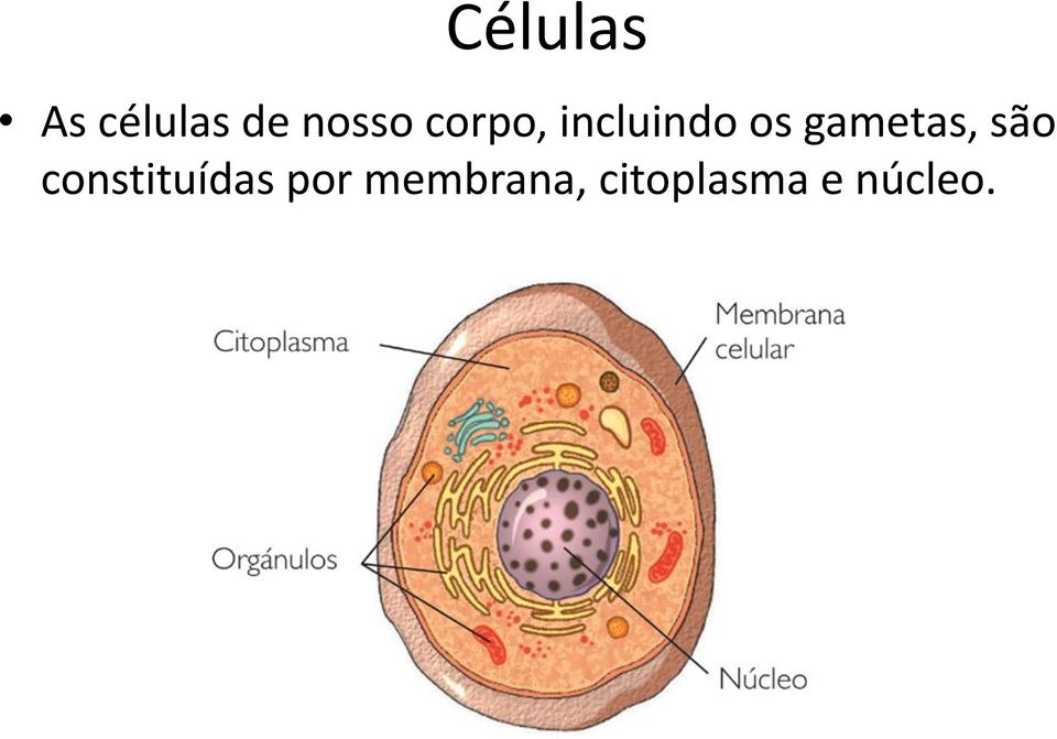 gametas, são constituídas