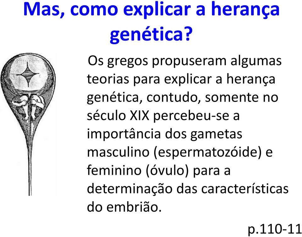 contudo, somente no século XIX percebeu-se a importância dos gametas