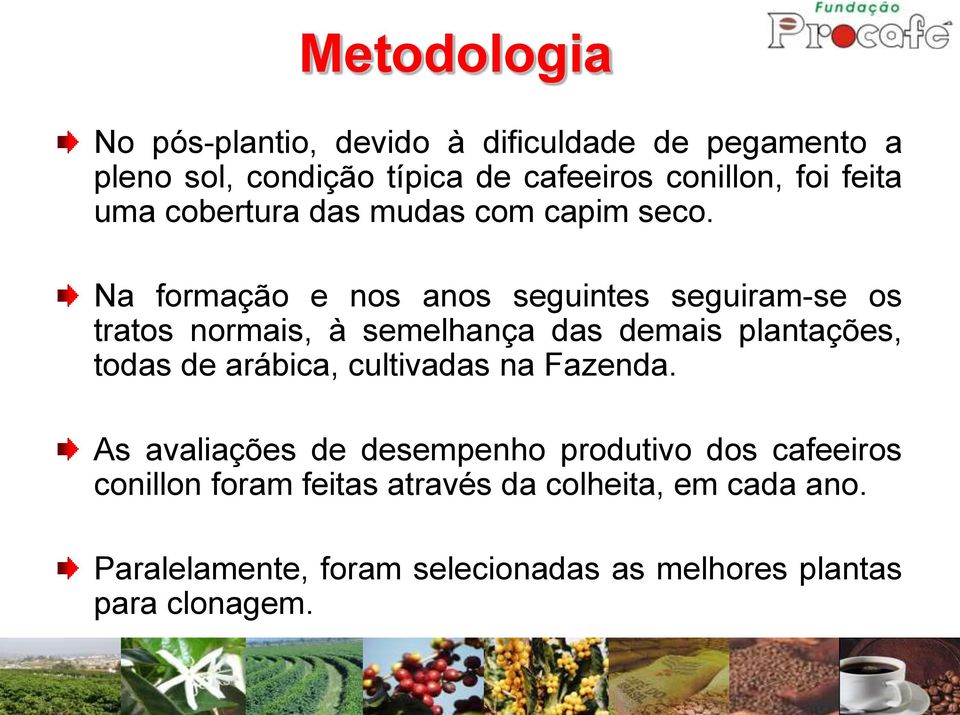 Na formação e nos anos seguintes seguiram-se os tratos normais, à semelhança das demais plantações, todas de arábica,