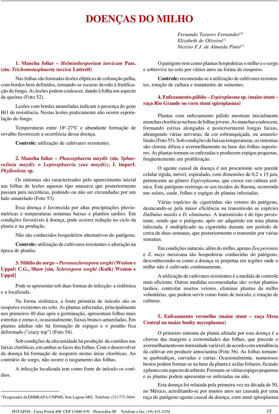 As lesões podem coalescer, dando à folha um aspecto de queima (Foto 52). Lesões com bordas amareladas indicam a presença do gene Ht1 de resistência.