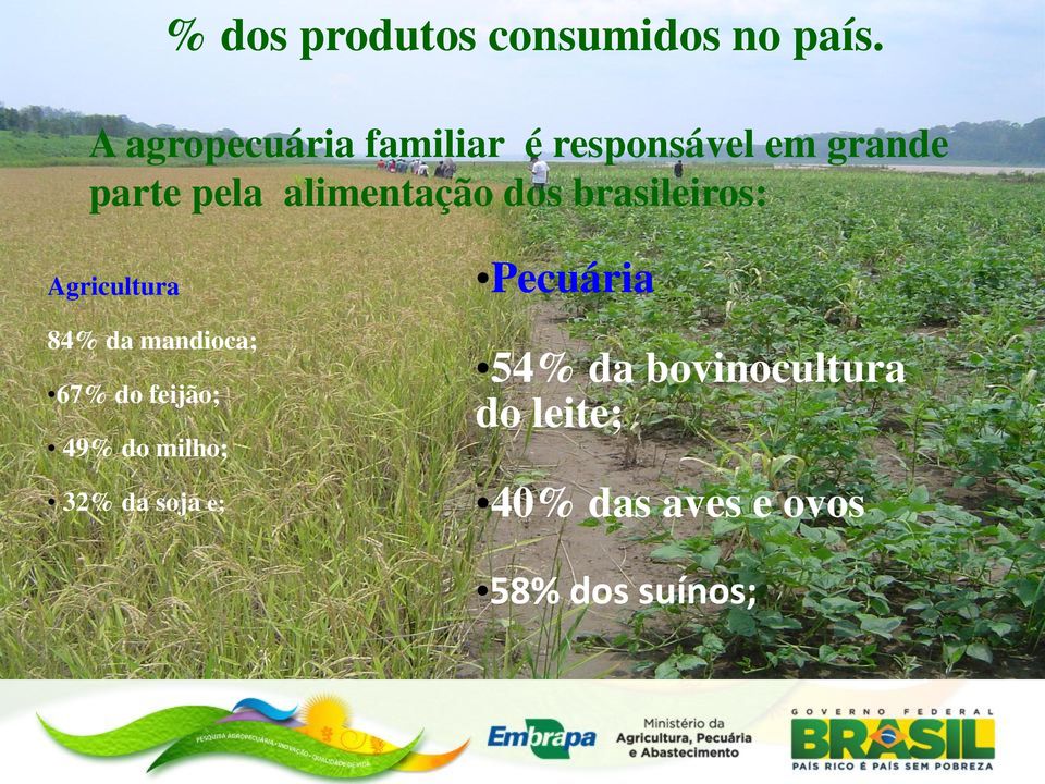 alimentação dos brasileiros: Agricultura 84% da mandioca; 67% do