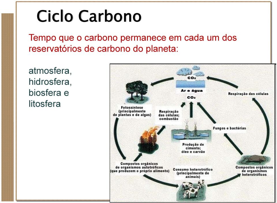 reservatórios de carbono do