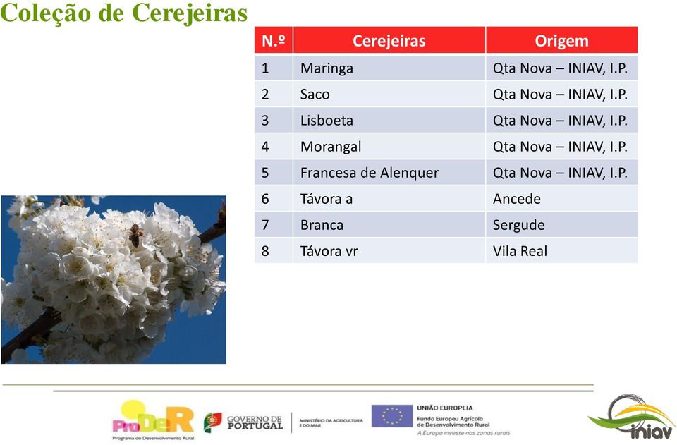 2 Saco Qta Nova INIAV, I.P. 3 Lisboeta Qta Nova INIAV, I.P. 4 Morangal Qta Nova INIAV, I.