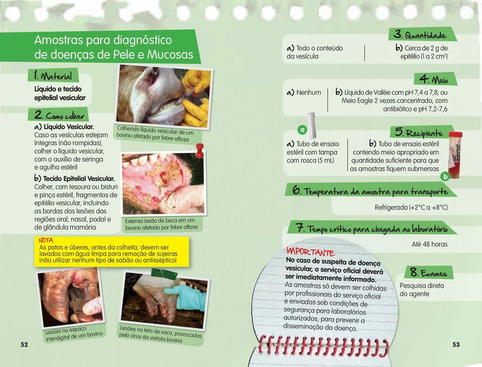 Colher, com tesoura ou bisturi e pinça estéril, fragmentos de epitélio vesicular, incluindo as bordas das lesões das regiões oral, nasal, podal e de glândula mamária Colhendo líquido vesicular de um