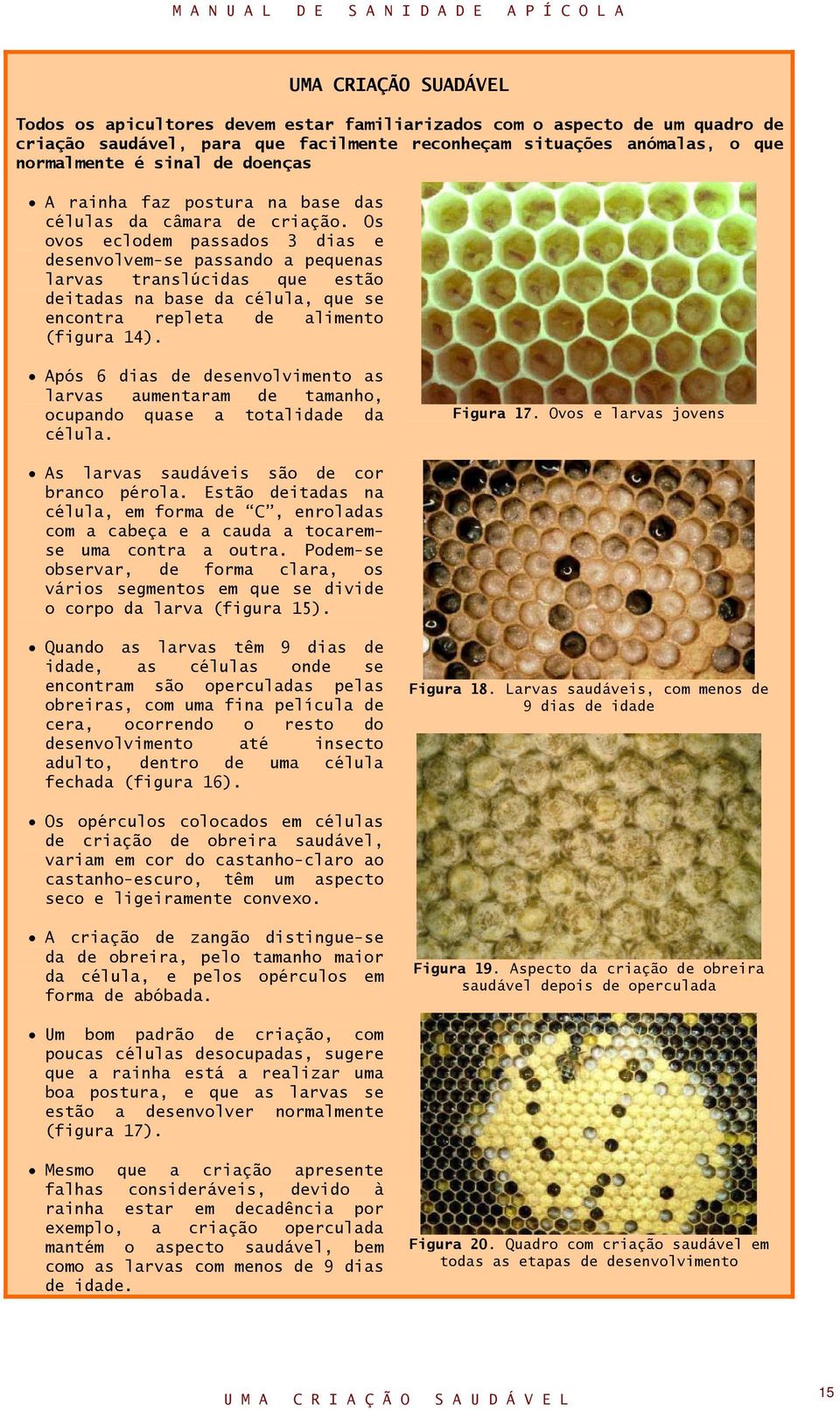 Os ovos eclodem passados 3 dias e desenvolvem-se passando a pequenas larvas translúcidas que estão deitadas na base da célula, que se encontra repleta de alimento (figura 14).