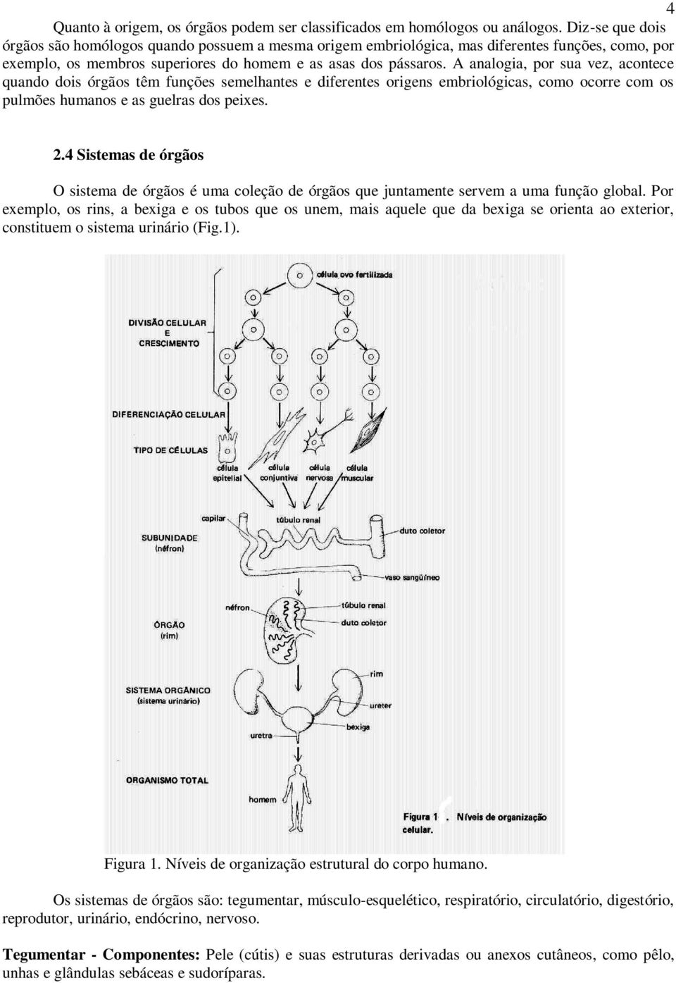 A analogia, por sua vez, acontece quando dois órgãos têm funções semelhantes e diferentes origens embriológicas, como ocorre com os pulmões humanos e as guelras dos peixes. 2.