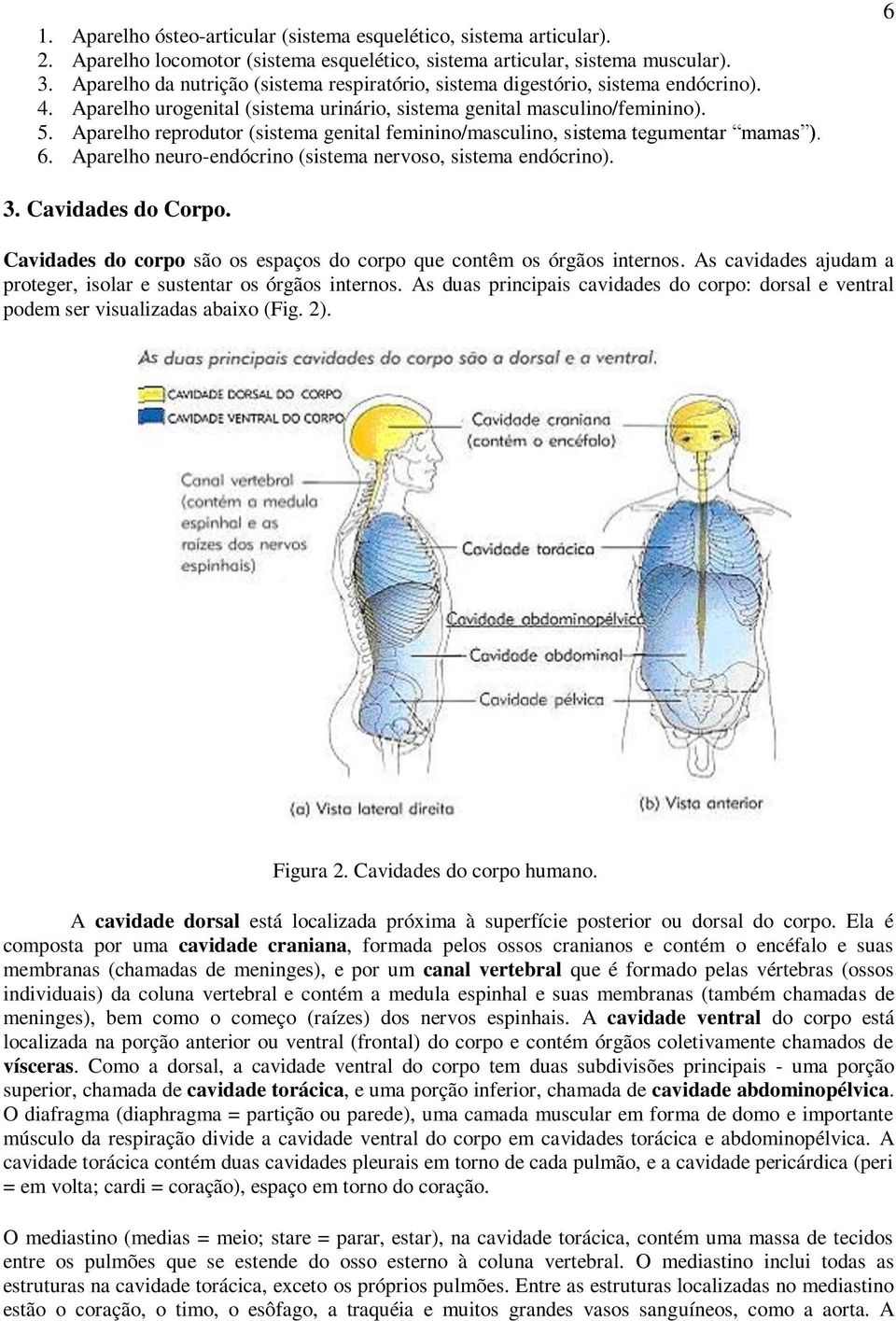 Aparelho reprodutor (sistema genital feminino/masculino, sistema tegumentar mamas ). 6. Aparelho neuro-endócrino (sistema nervoso, sistema endócrino). 6 3. Cavidades do Corpo.