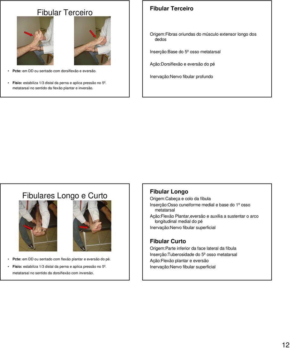 Ação:Dorsiflexão e eversão do pé Inervação:Nervo fibular profundo Fibulares Longo e Curto Fibular Longo Origem:Cabeça e colo da fíbula Inserção:Osso cuneiforme medial e base do 1º osso metatarsal