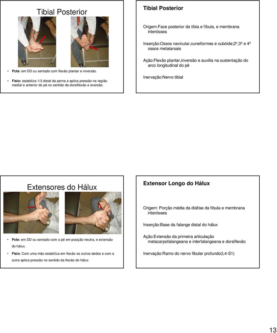 Ação:Flexão plantar,inversão e auxilia na sustentação do arco longitudinal do pé Inervação:Nervo tibial Extensores do Hálux Extensor Longo do Hálux Origem: Porção média da diáfise da fíbula e