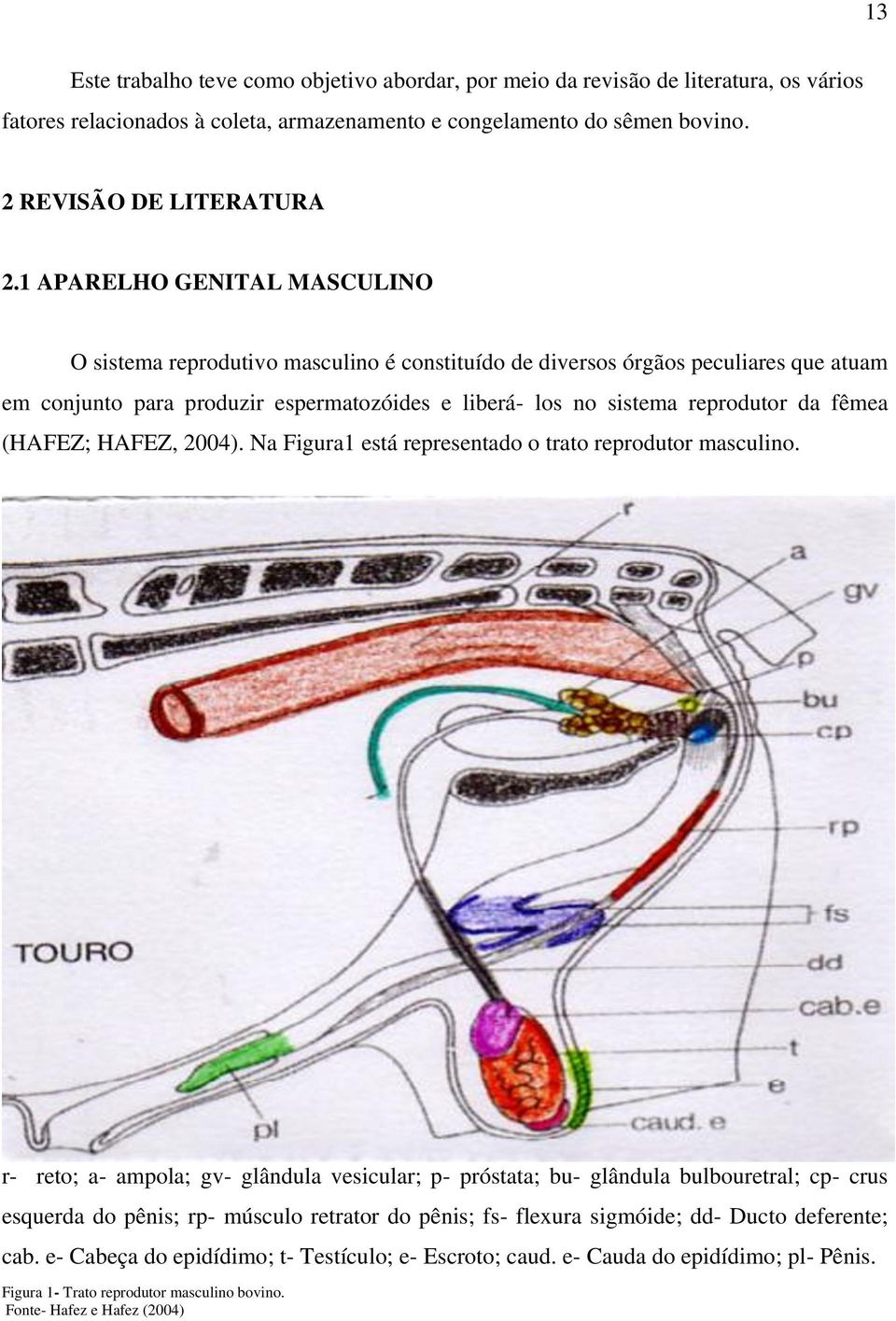 fêmea (HAFEZ; HAFEZ, 2004). Na Figura1 está representado o trato reprodutor masculino.